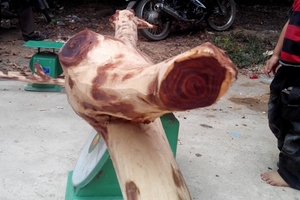 Sưa bắc, 45kg - 60kg một cây, đk 12cm